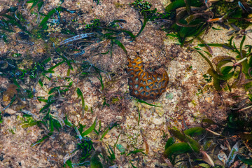 Great star coral or false knob coral, large-cupped boulder coral (Montastraea cavernosa) undersea, Indian ocean, coral reef