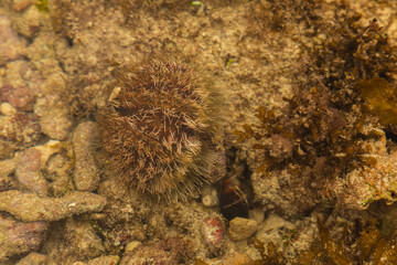 Naklejka na ściany i meble a female sea urchin in its natural habitat, in a coral reef in the Indian Ocean, Kenya
