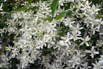 Beautiful of Clematis armandii Apple blossom white spring flowers with green leaves and nature background in sunshine day and sun reflection ,good weather at spring or summer season.