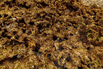 coral reef in the Indian Ocean near the shore at low tide. many marine organisms live in it