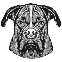 Boxer dog hand drawn line art vector drawing black and white logo pets illustration