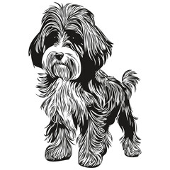 Havanese dog hand drawn vector line art drawing black and white logo pets illustration