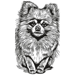 Pomeranian spitz dog hand drawn vector line art drawing black and white logo pets illustration