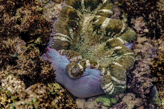 sea anemone in a coral reef, its natural habitat. Indian Ocean, Kenya