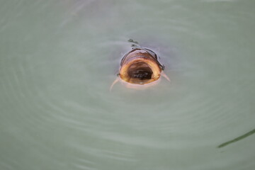 Fish with open mouth