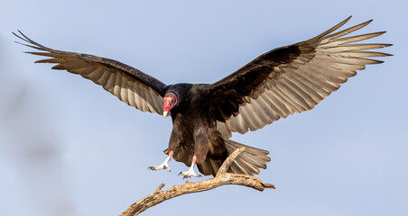 Turkey Vulture landing