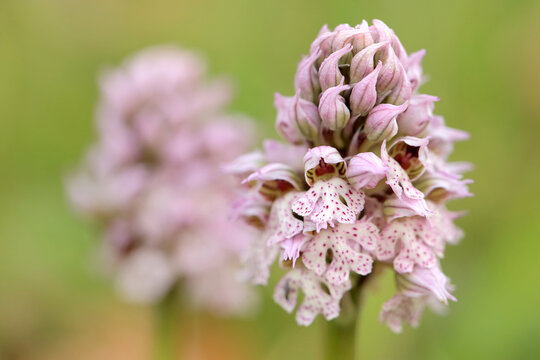 The milky orchid (Neotinea lactea) on the xerothermic grassland in Crete