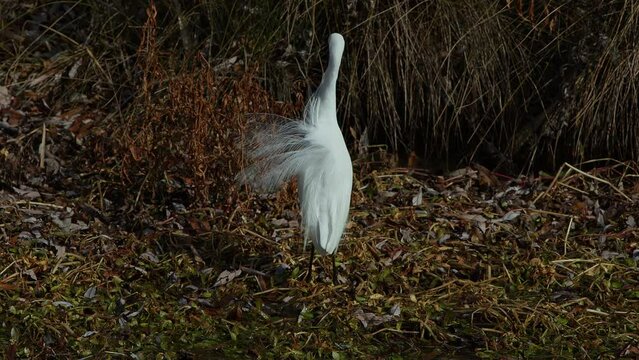 A Little Egret Preening its Tail Feathers.
