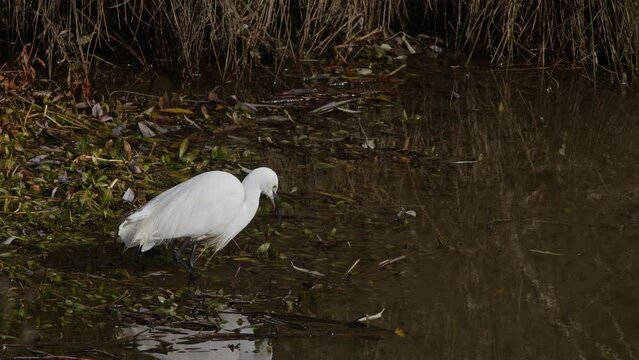 A Little Egret Hunting For Fish.