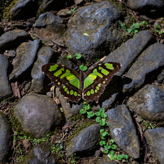 butterfly on a rock