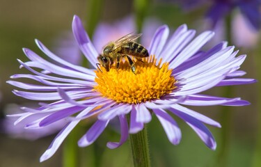 bee honeybee Apis Mellifera honey insect flower
