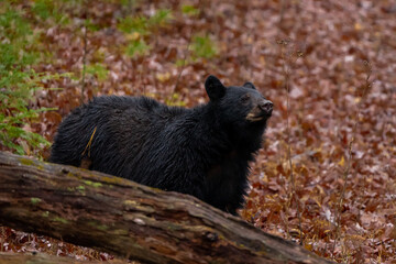 Black bear Great Smoky Mountains National Park  in the eastern United States live in wild, natural surroundings. Ursus americanus. Cades Cove near Gatlinburg Tennessee.