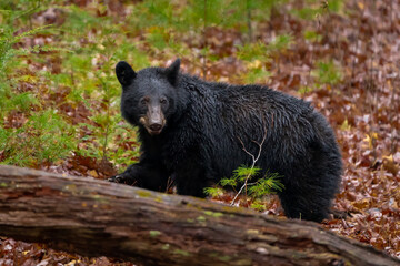 Black bear Great Smoky Mountains National Park  in the eastern United States live in wild, natural surroundings. Ursus americanus. Cades Cove near Gatlinburg Tennessee.