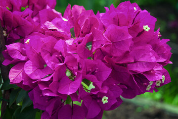 Bougainvillea flowers and bougainvillea plant tree in summer season. This Bougainvillea flowers are pink and purple. Magenta bougainvillea flowers. A wallpaper texture pattern background. - obrazy, fototapety, plakaty
