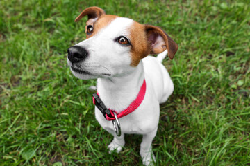 Beautiful Jack Russell Terrier in red dog collar outdoors