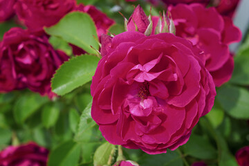 A closeup shot of a pink Canadian rose flowers on a blurry background.