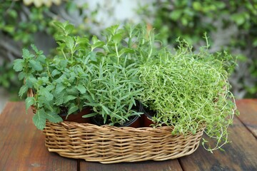 Naklejka premium Wicker basket with fresh mint, thyme and rosemary on wooden table outdoors. Aromatic herbs