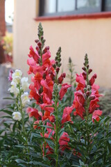 flowers in the garden