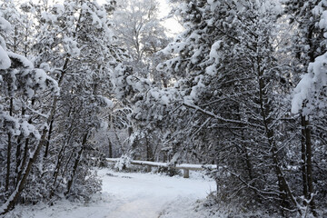 Beautiful landscape with snowy park on winter day