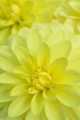 Yellow decorative Dahlia Detail 