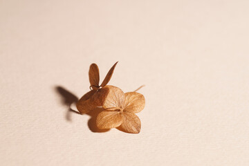 Beautiful dried hortensia flowers on beige background