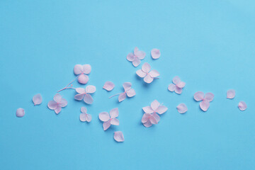 Flat lay composition with beautiful hortensia flowers on light blue background