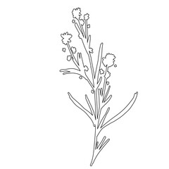 Outline Flower on Branch with Leaves. Floral Illustration. Hand drawn continuous line wild elegant herb. 