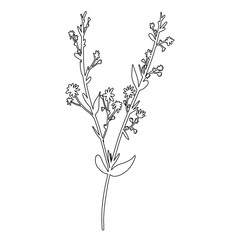 Outline Flower on Branch with Leaves. Floral Illustration. Hand drawn continuous line wild elegant herb. 