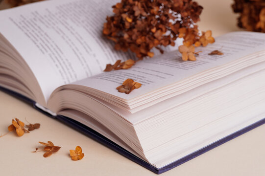 Dried hortensia flowers and book on beige table, closeup