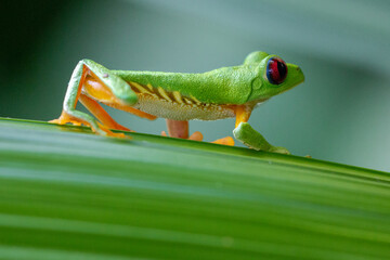 red eyed tree frog costa rica showing its red eyes and hiding in green leaves making use of its...
