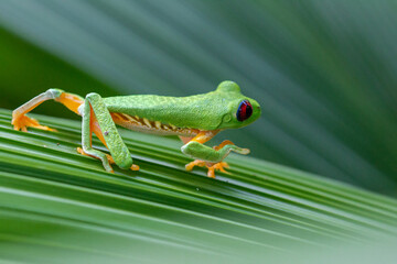 red eyed tree frog costa rica showing its red eyes and hiding in green leaves making use of its camouflage 