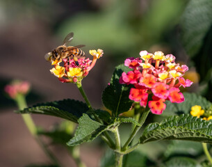Honeybee pollinating on a colorful Lantana flower.