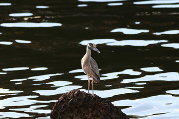 birds , on the coast