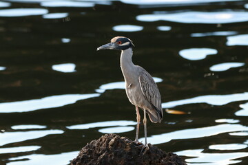 birds , on the coast