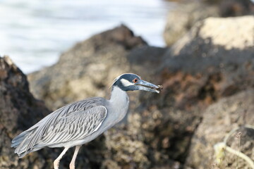 birds , on the coast