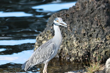 birds , on the coast