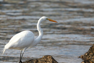 birds , on the coast