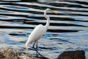 birds , on the coast