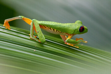 red eyed tree frog costa rica showing its red eyes and hiding in green leaves making use of its camouflage 