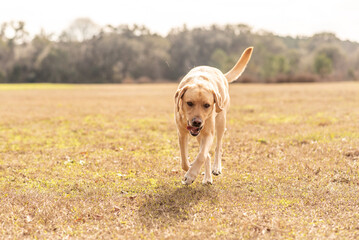 Yellow Labrador retriever running and playing in a field. Purebred lab enjoying the park. 