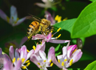 Closeup of a honeybee covered in yellow pollen on a pink flowering bush.