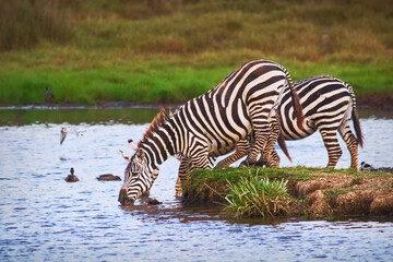 Fototapeta na wymiar Zebras Drinking, Late Afternoon, Africa 