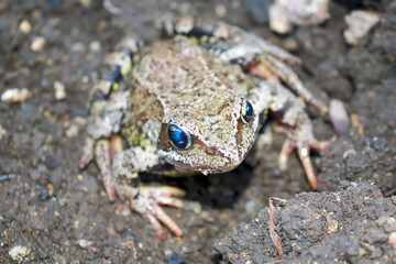 Naklejka premium Closeup portrait of a common European brown frog Rana temporaria on the ground.