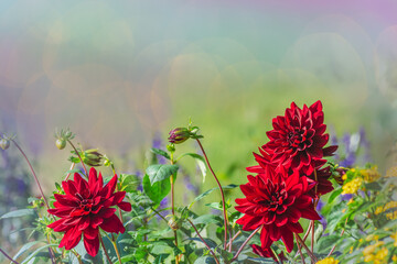 赤いダリアの花