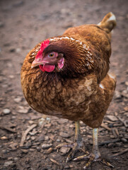 A happy hen at Kennesaw State University's farm, Hickory Grove Farm, Kennesaw, Georgia