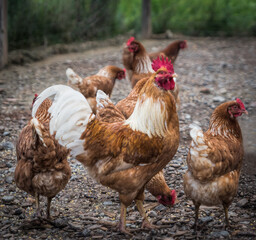 A proud rooster with his flock of hens at Kennesaw State University's farm, Hickory Grove Farm, Kennesaw, Georgia