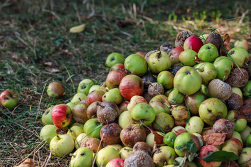 huge heap of raked partly rotten apples in garden