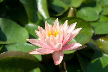 Blooming Lotus flower on Green blurred background.