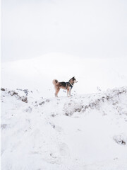 dog in snow