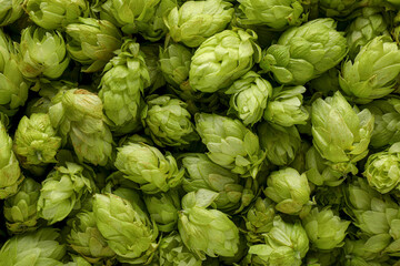 Fresh green hops as background, top view